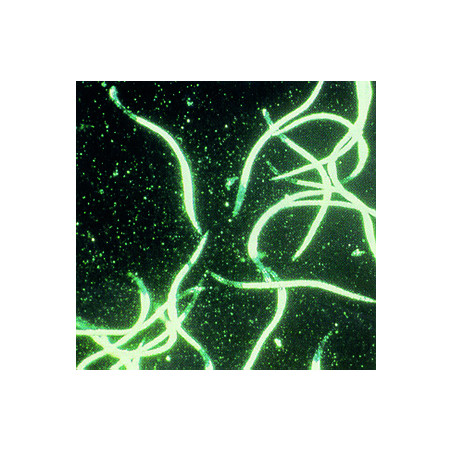 Anti-fourmis - Nématodes SF pour 25 fourmilières