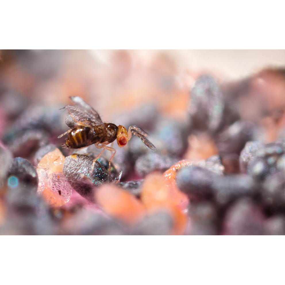 Anti-mites des vêtements, Trichogrammes