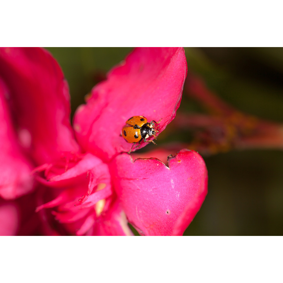 Anti-pucerons pour plantes basses,...