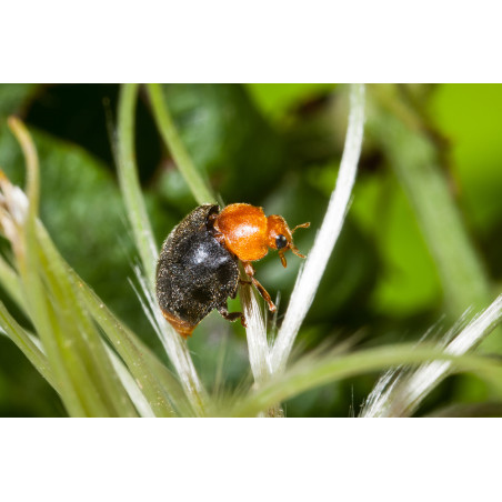 Anti-cochenilles - 25 adultes Cryptolaemus européenne