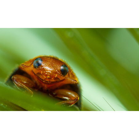 Anti-cochenilles - 25 adultes Cryptolaemus européenne