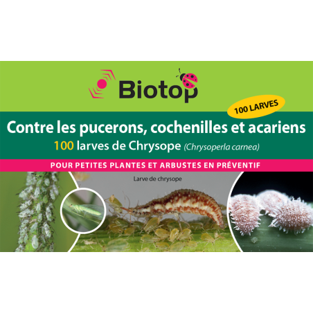 Anti-pucerons pour plantes basses- Chrysopes