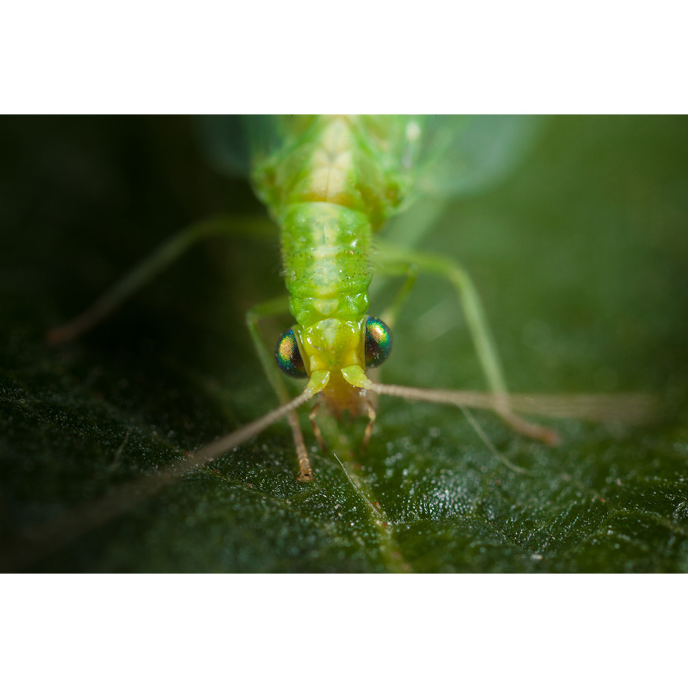 Anti-pucerons pour plantes basses-...