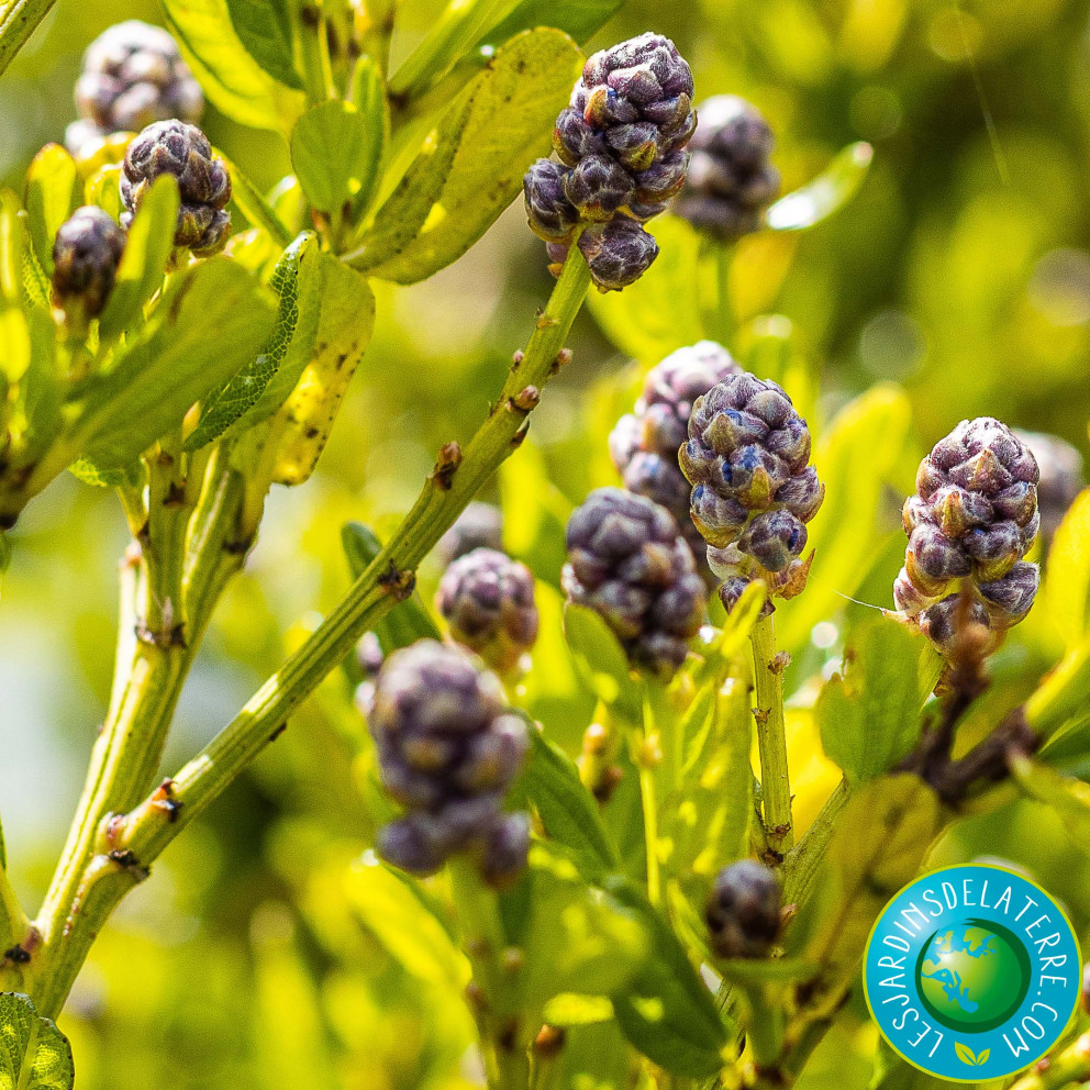 Lilas de Californie - Ceanothus...