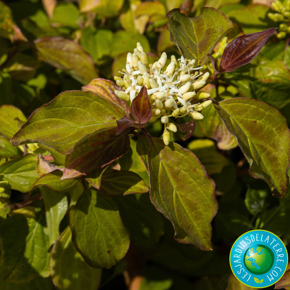 Cornouiller sanguin - Cornus...