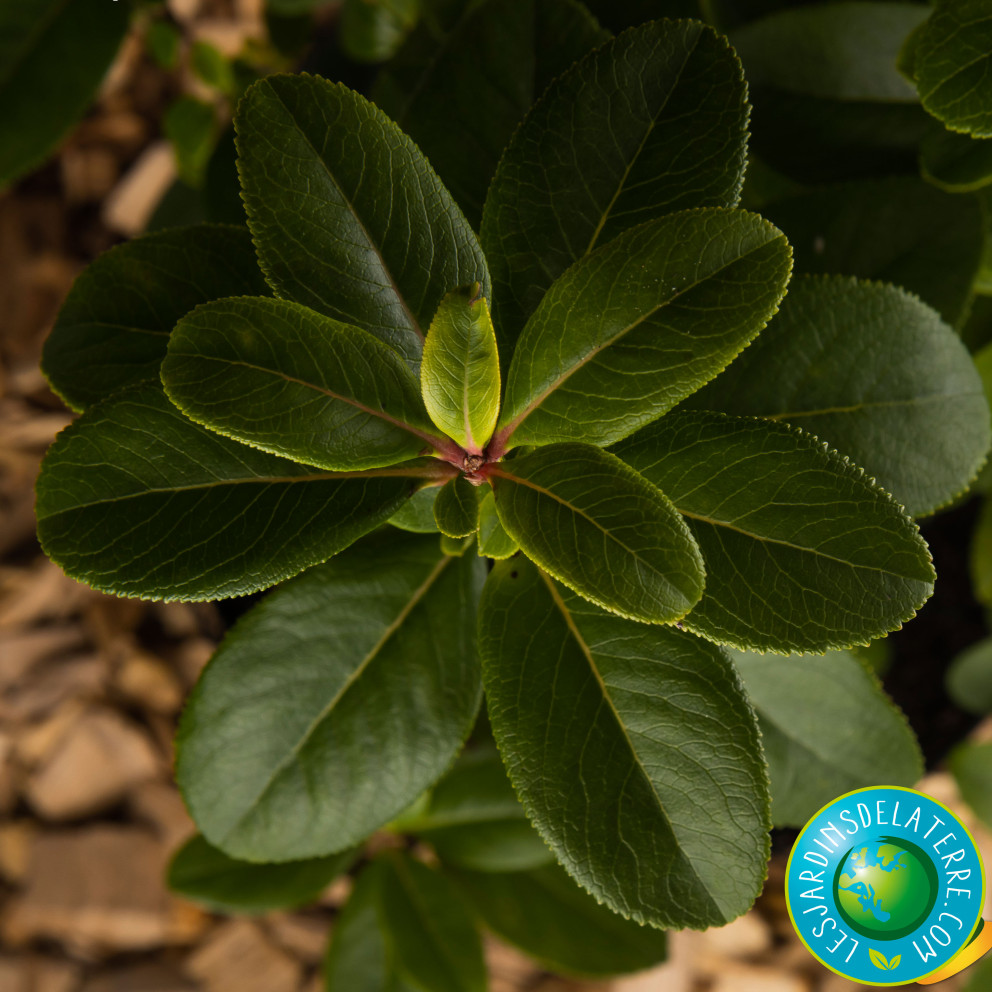 Escallonia laevis ‘Pink Elle’