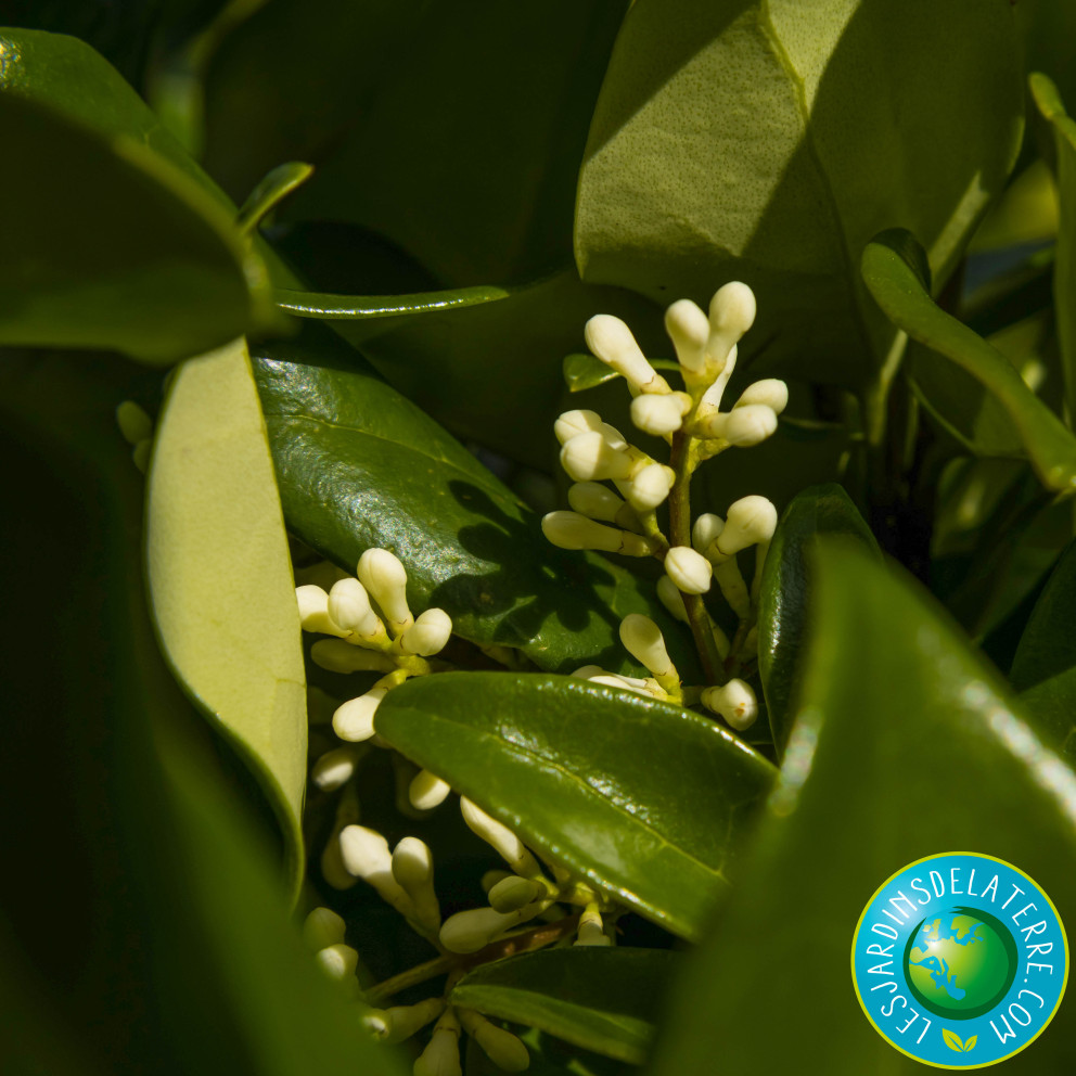 Troène du Texas - Ligustrum japonicum...
