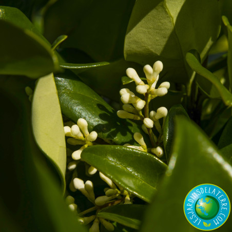 Troène du Texas - Ligustrum japonicum 'Texanum'
