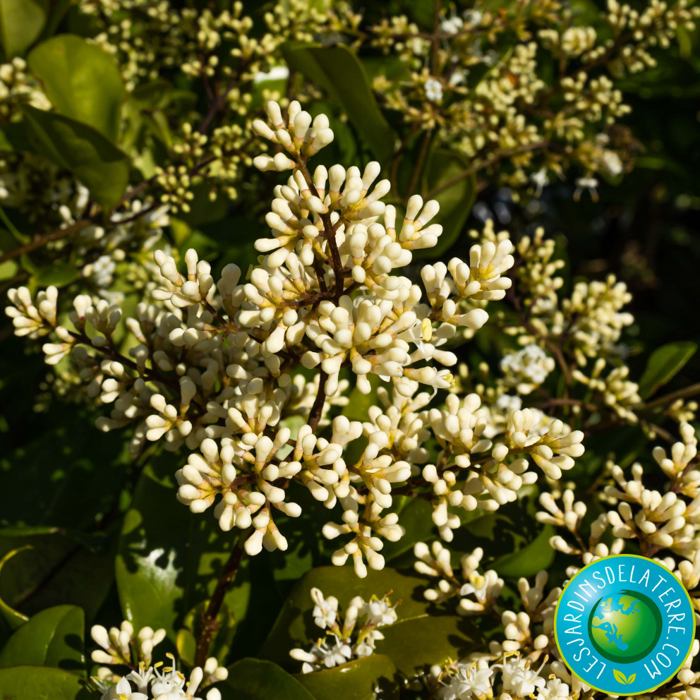 Troène du Texas - Ligustrum japonicum...