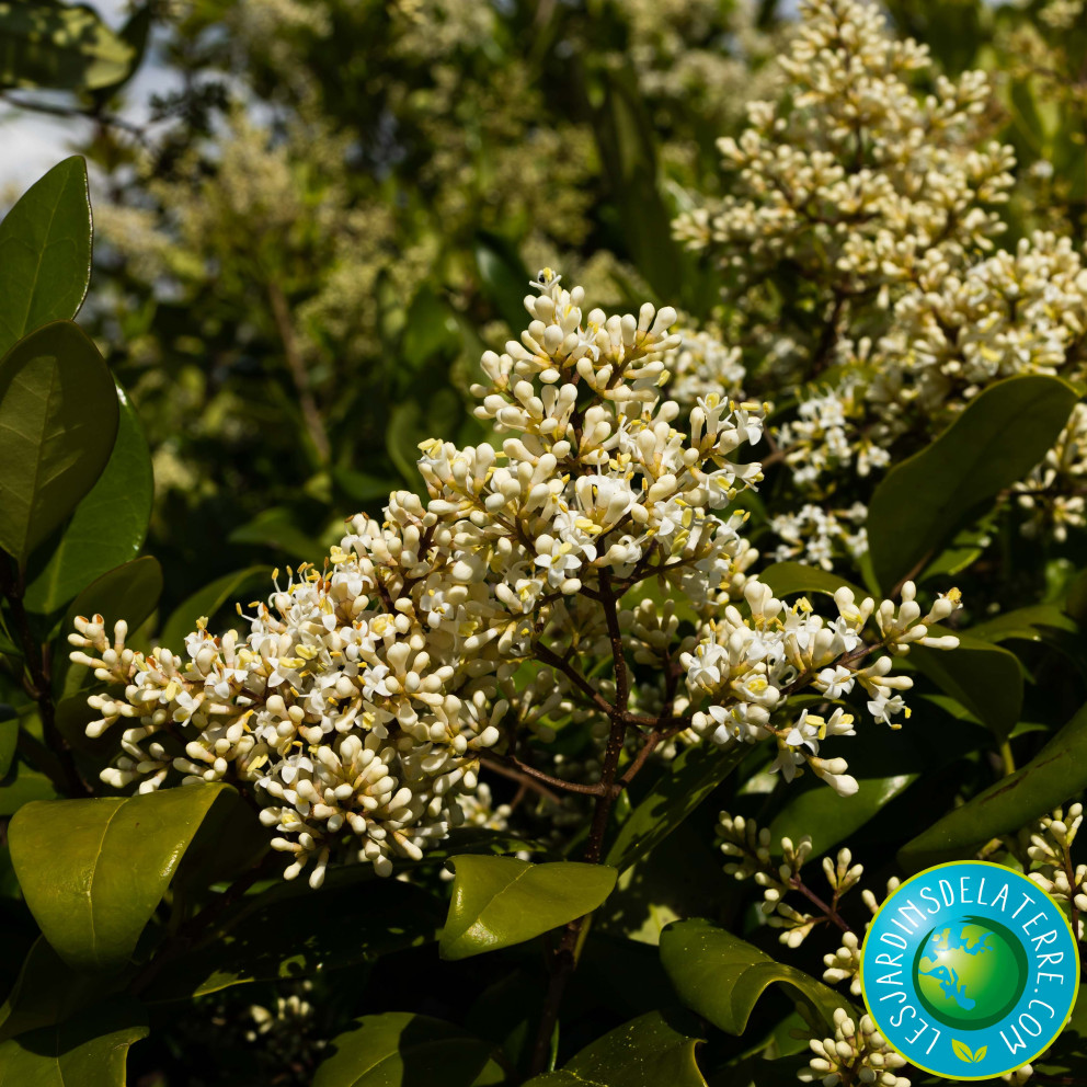 Troène du Texas - Ligustrum japonicum...