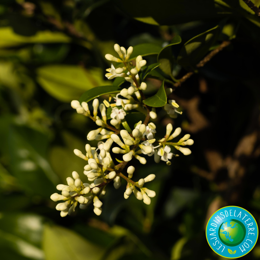 Troène du Texas - Ligustrum japonicum...