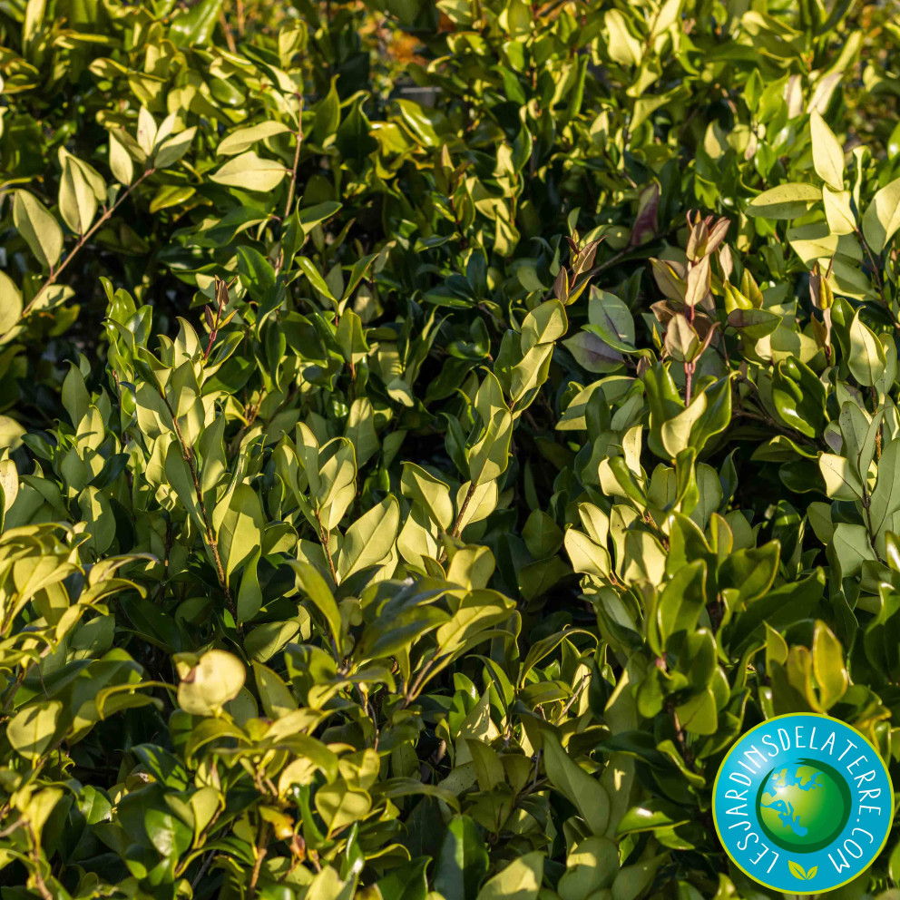 Troène du Texas - Ligustrum japonicum...