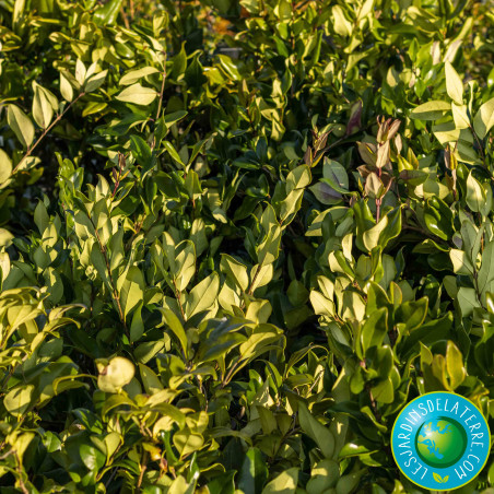 Troène du Texas - Ligustrum japonicum 'Texanum'