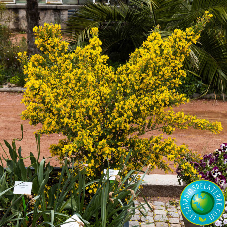 Genêt de Porlock - Genista X Porlock