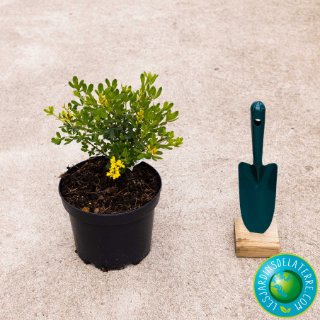 Genêt de Porlock - Genista X Porlock