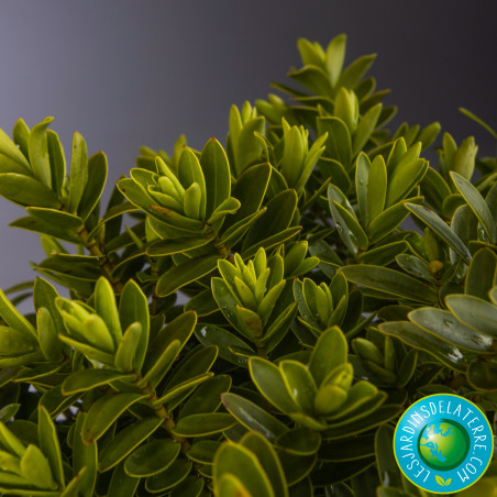 Véronique arbustive - Hebe colensoi 'Glauca’