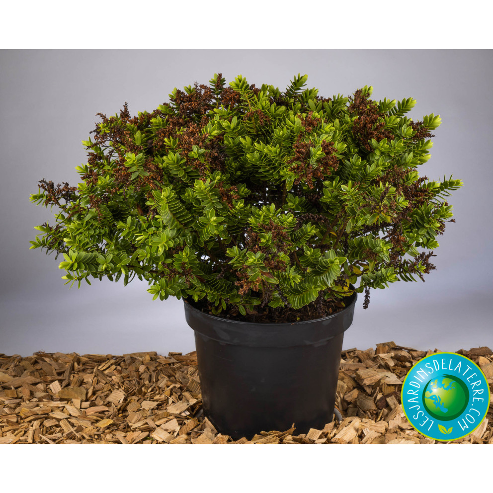 Véronique arbustive - Hebe colensoi...