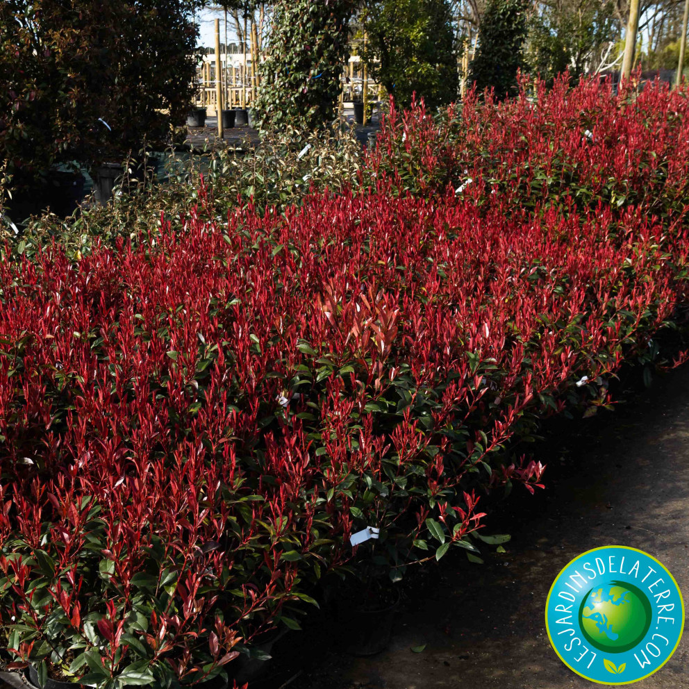Photinia de Fraser - Photinia x...