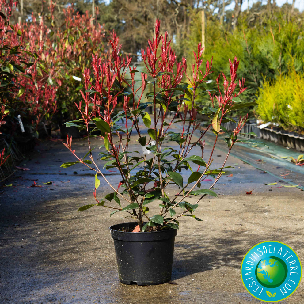 Photinia de Fraser - Photinia x...