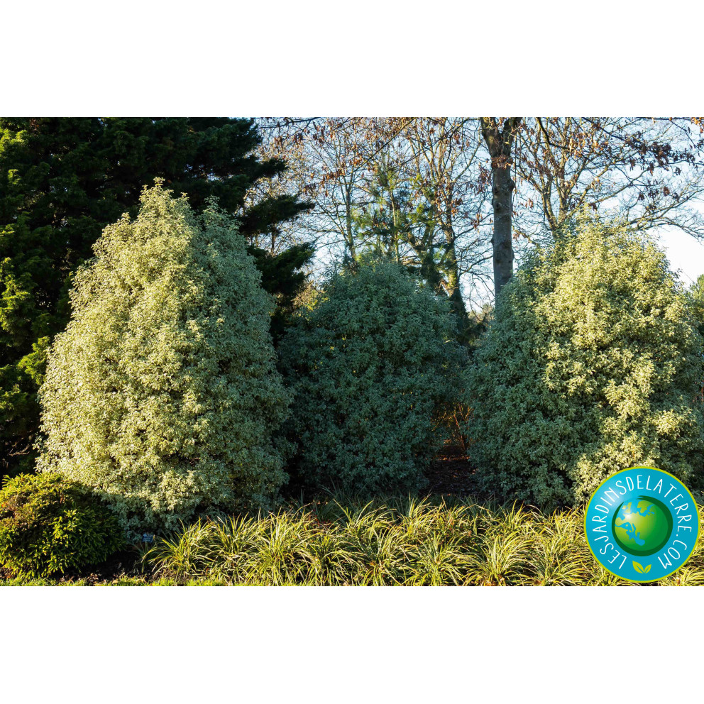 Pittospore de Nouvelle-Zélande -...