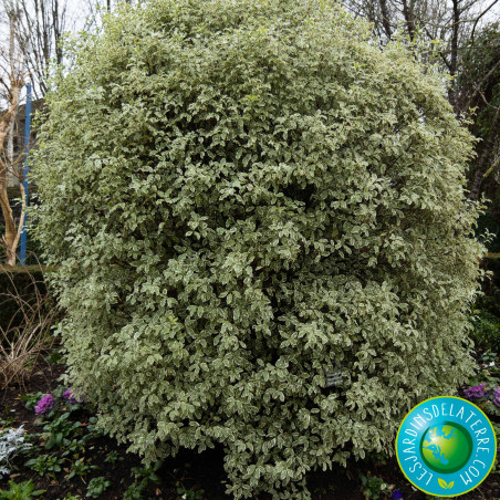 Pittospore de Nouvelle-Zélande - Pittosporum tenuifolium ‘Variegatum’