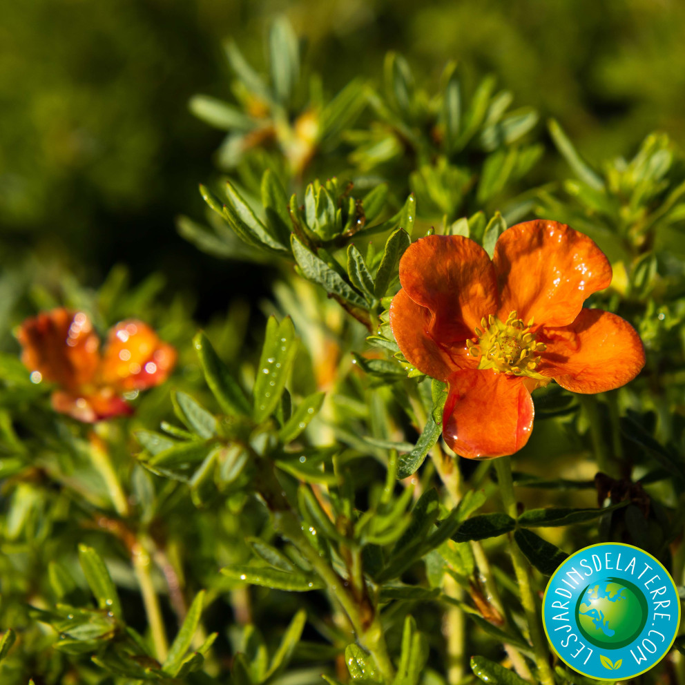 Potentille arbustive - Potentilla...