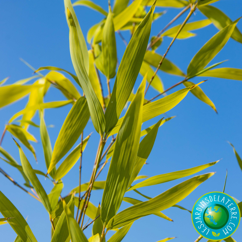 Bambou doré - Phyllostachys aurea