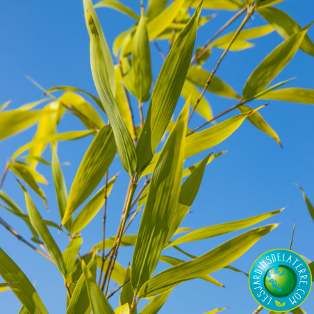 Bambou doré - Phyllostachys aurea