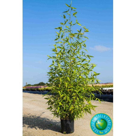 Bambou doré - Phyllostachys aurea