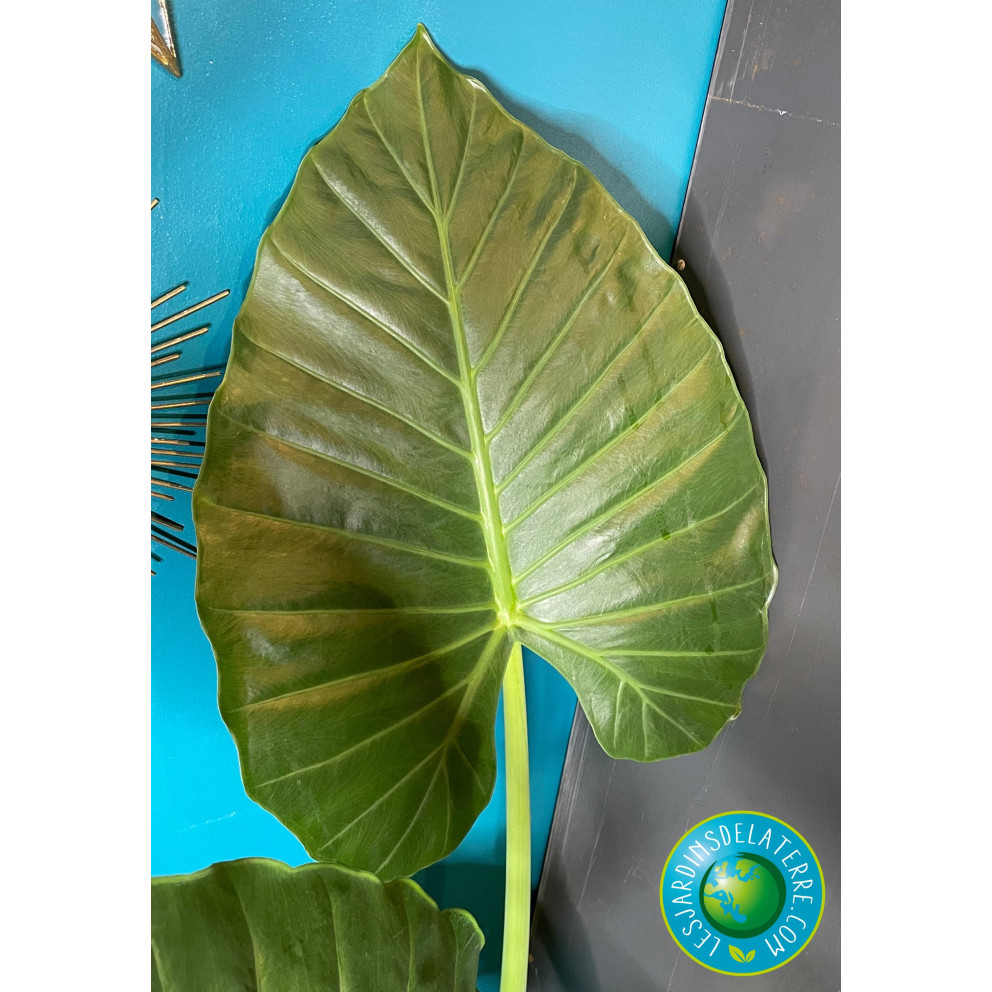 Oreille d'éléphant - Alocasia calidora