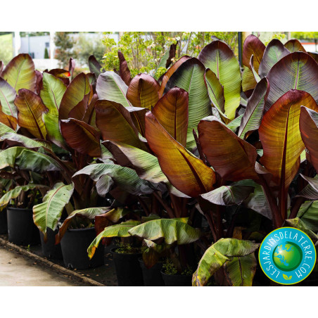 Bananier d'Abyssinie - Musa Maurelli