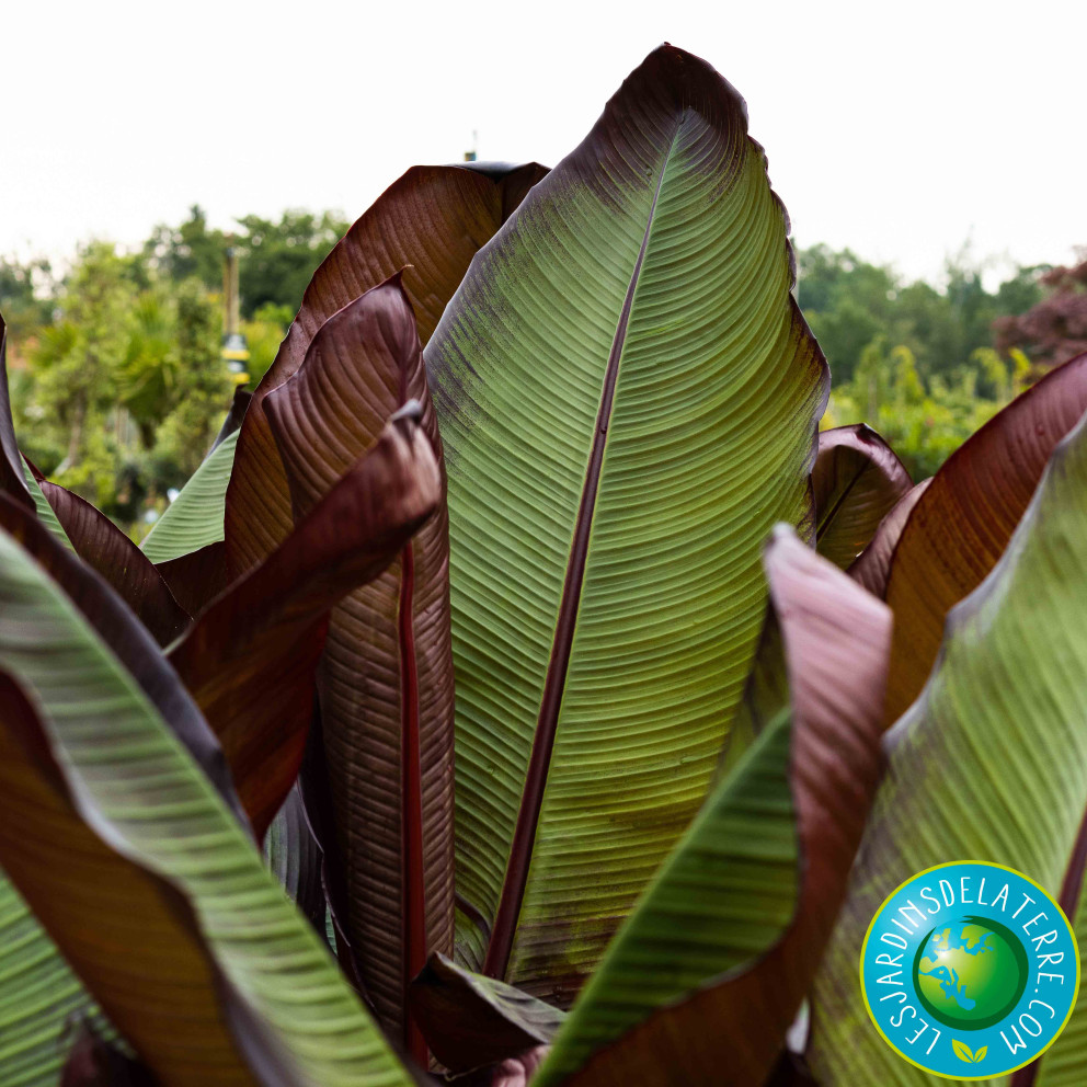 Bananier d'Abyssinie - Musa Maurelli
