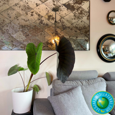 Oreille d'éléphant - Colocasia esculenta 'Black Magic'