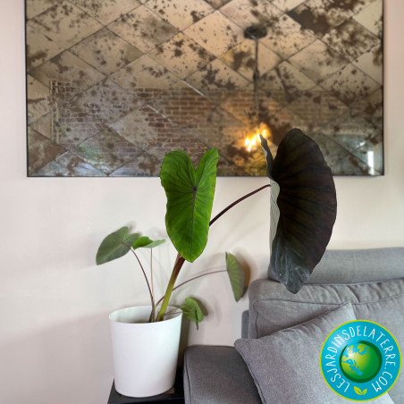 Oreille d'éléphant - Colocasia esculenta 'Black Magic'