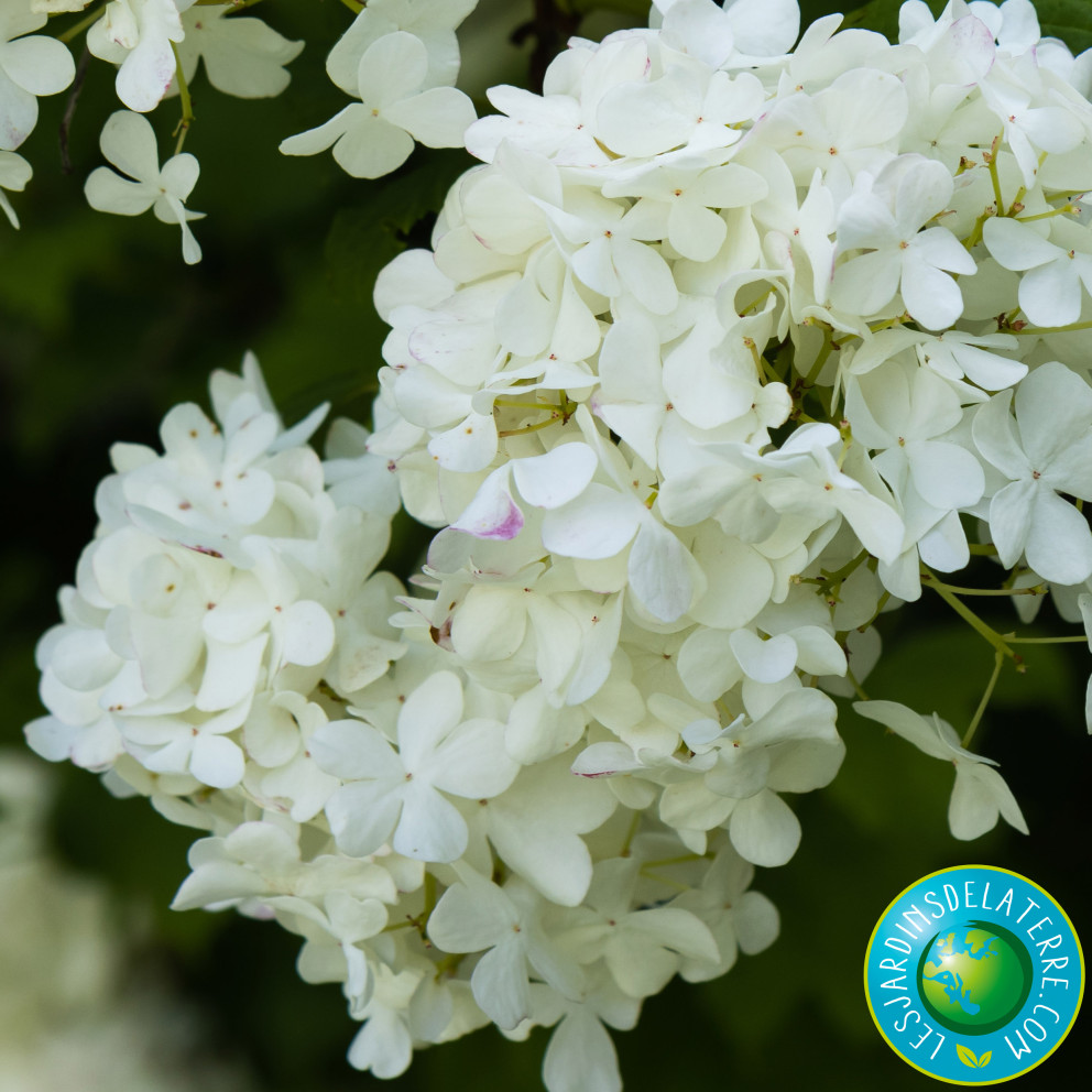 Boule de neige - Viburnum opulus...