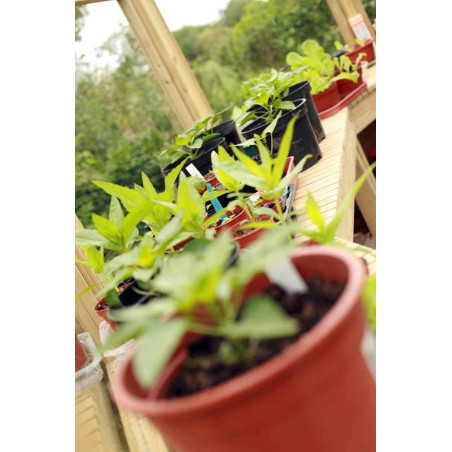 Serre en bois au style édouardien