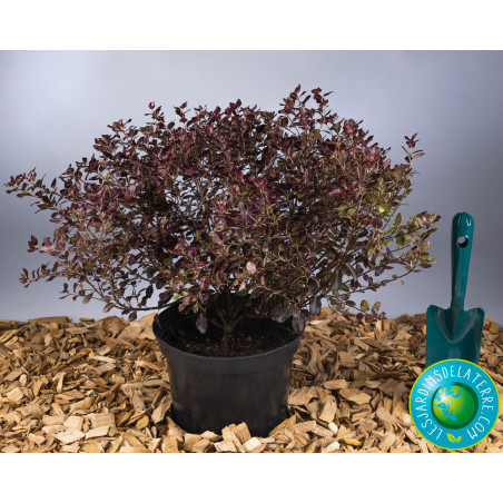 Pittospore de Nouvelle-Zélande - Pittosporum tenuifolium ‘Tom thumb’