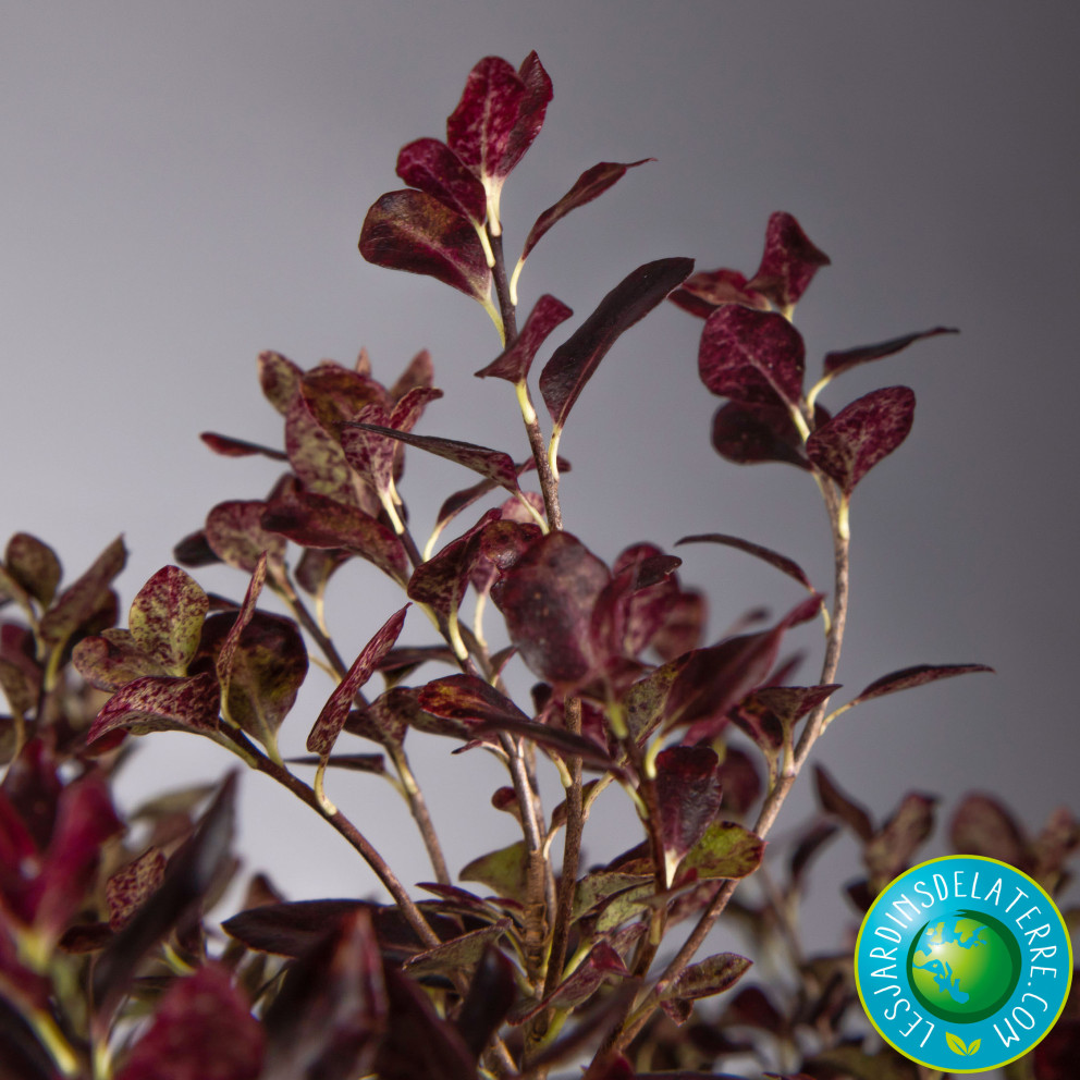 Pittospore de Nouvelle-Zélande -...