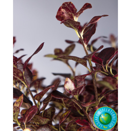 Pittospore de Nouvelle-Zélande - Pittosporum tenuifolium ‘Tom thumb’