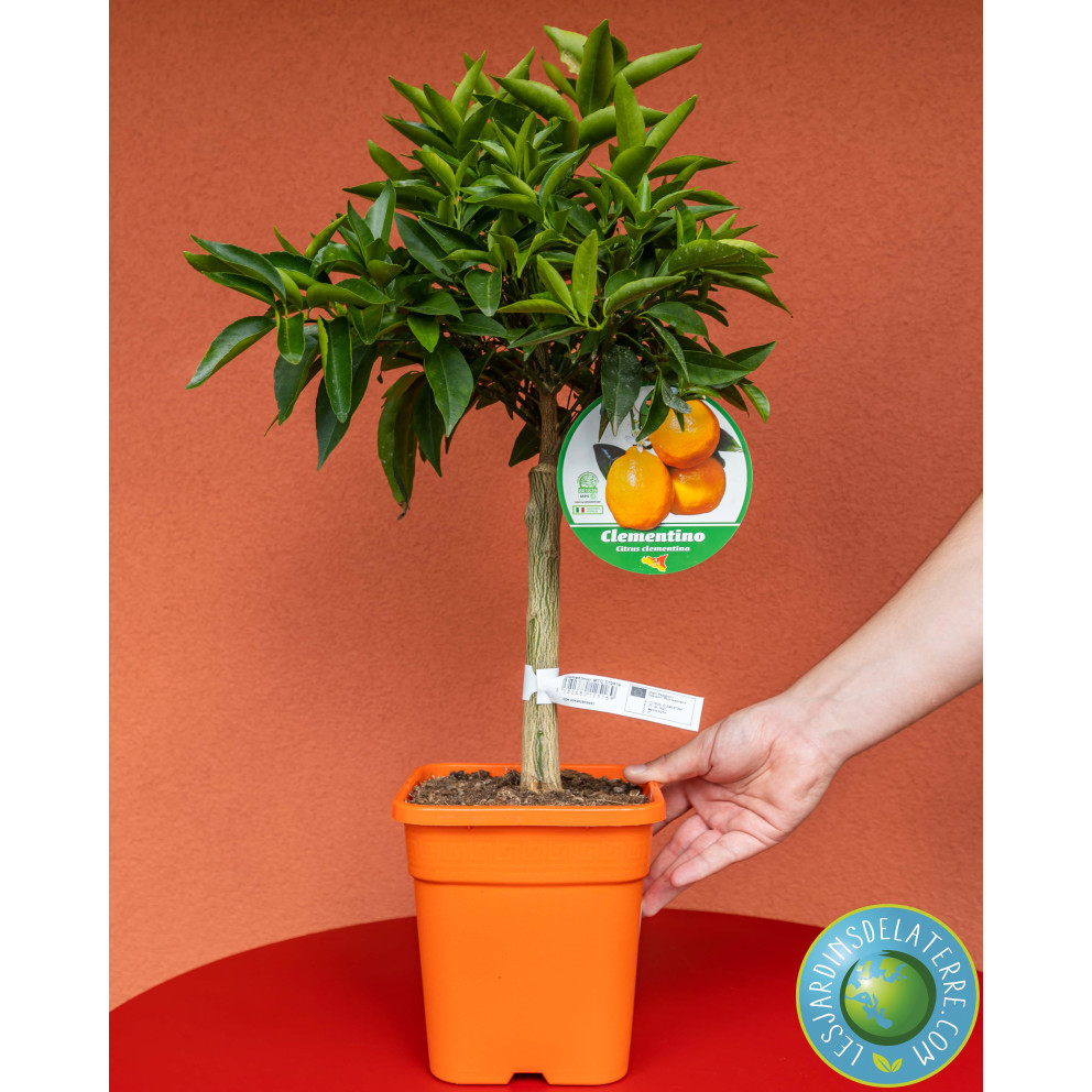 Clémentinier - Citrus Clementina