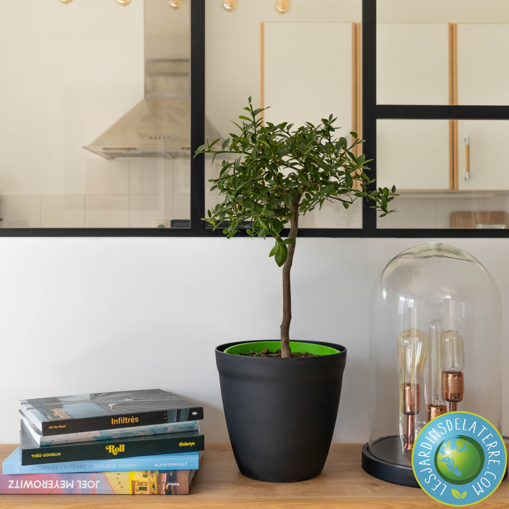 Citronnier caviar - Microcitrus...