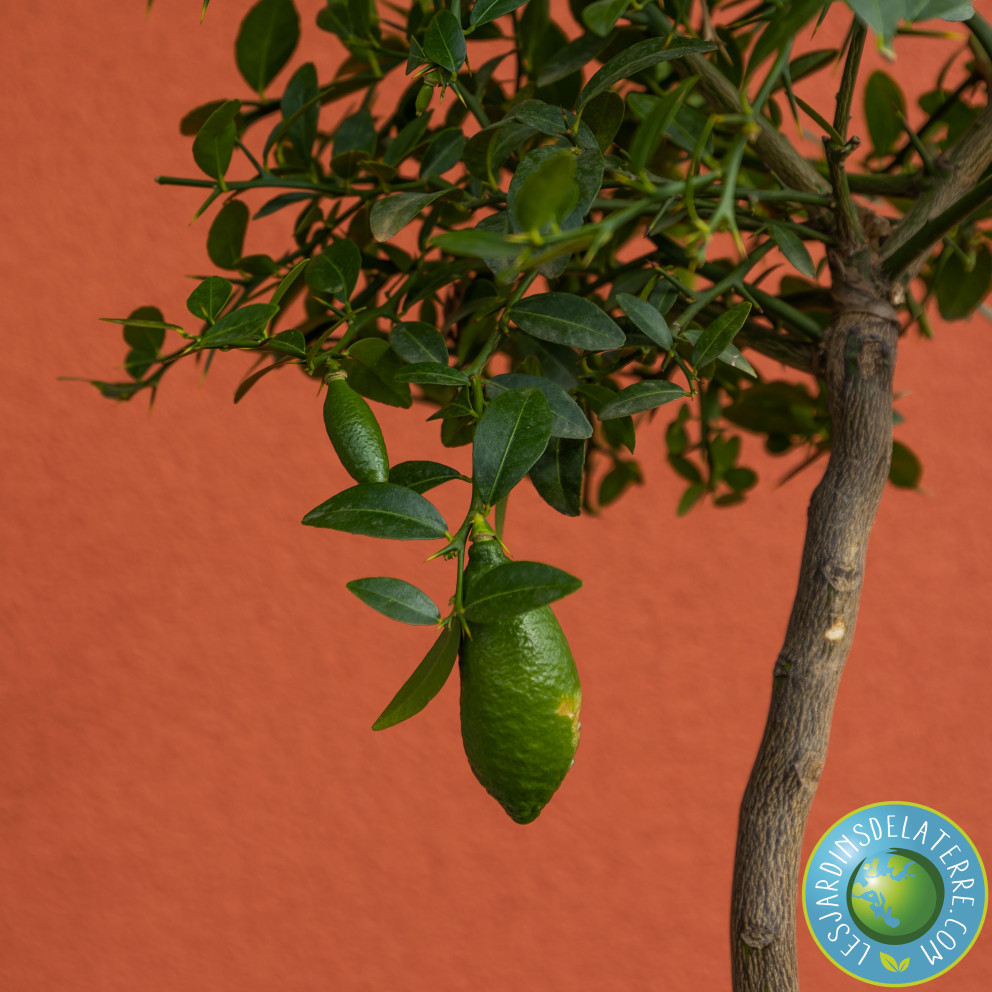Citronnier caviar - Microcitrus...