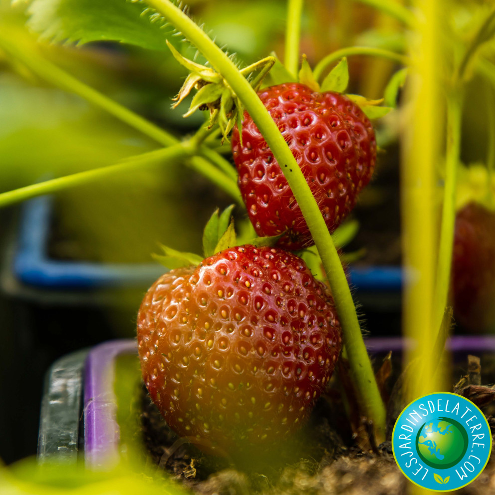 Fraisier ‘Charlotte’ - Fragaria ananassa