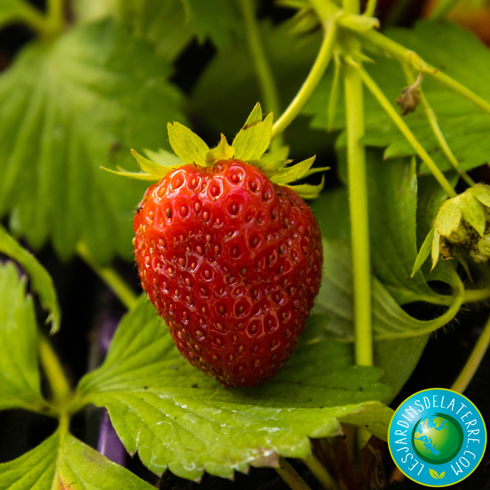Fraisier ‘Charlotte’ - Fragaria ananassa