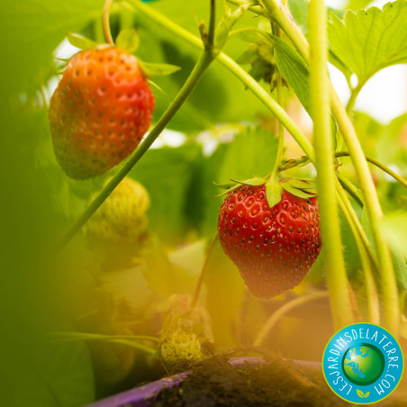 Fraisier ‘Charlotte’ - Fragaria ananassa