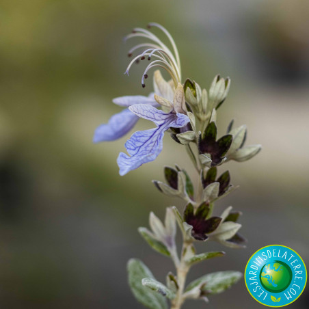 zoom fleur de romarin