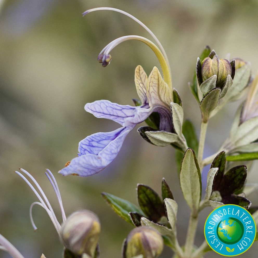 Romarin - Rosmarinus officinalis...