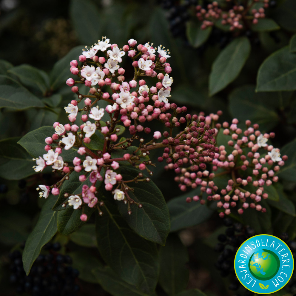 fleurs et bourgeons de Viburnum tinus 'Gwenllian'