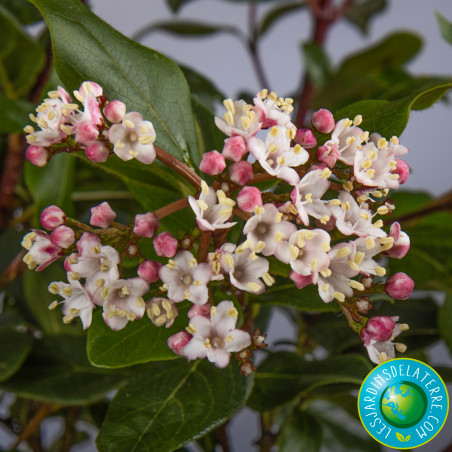 Fleurs et feuillage de Viburnum tinus 'Gwenllian'