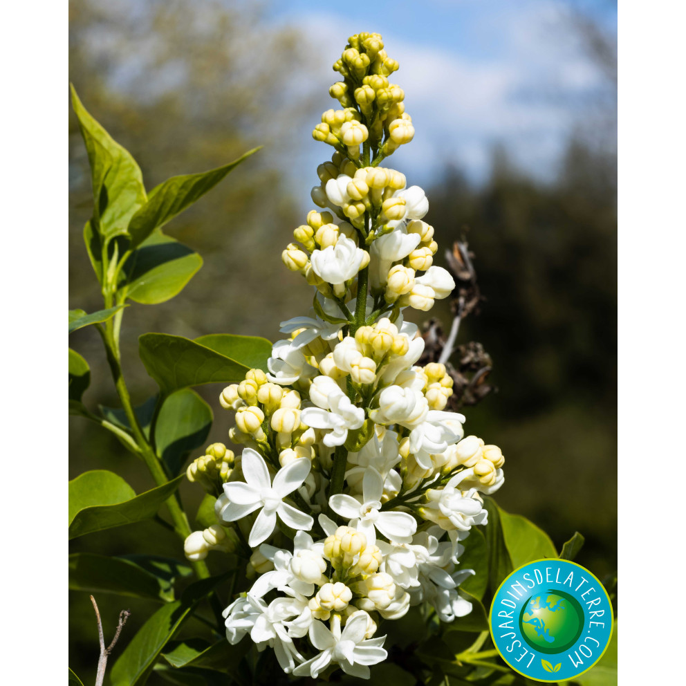 Lilas - Syringa vulgaris 'Madame...
